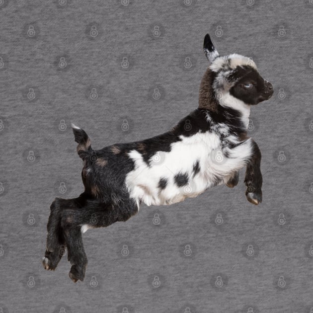 Bouncing Baby Goat 3 by Ory Photography Designs